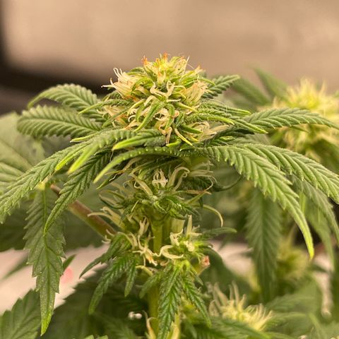 runtz growlog timeline photo