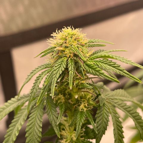 wedding cake growlog timeline photo