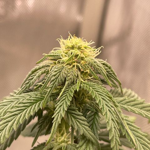 pink kush growlog timeline photo