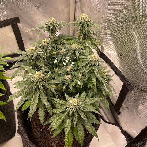 pink kush growlog timeline photo