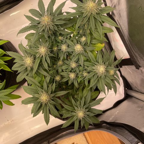 pink kush growlog timeline photo