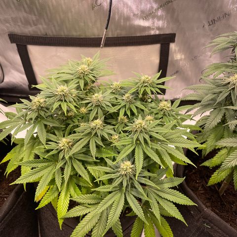 runtz growlog timeline photo