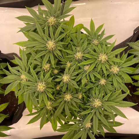 runtz growlog timeline photo