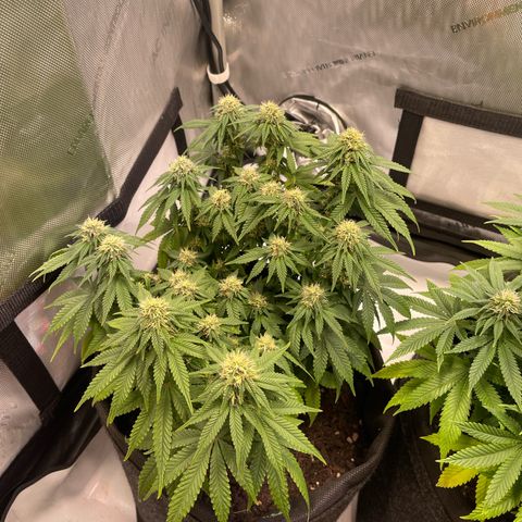 wedding cake growlog timeline photo