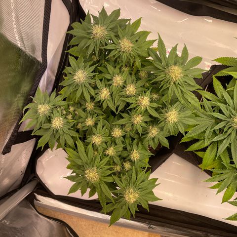 wedding cake growlog timeline photo
