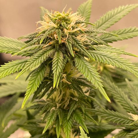 runtz growlog timeline photo