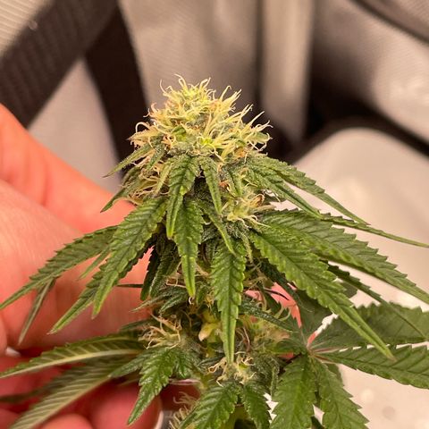wedding cake growlog timeline photo