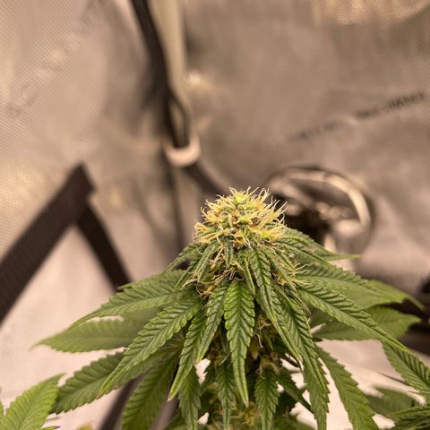 wedding cake growlog timeline photo