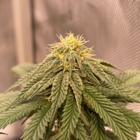 pink kush growlog timeline photo
