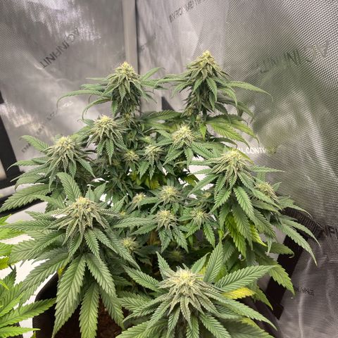 pink kush growlog timeline photo