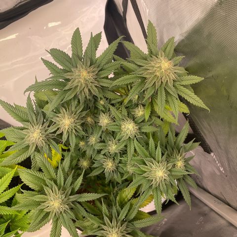 pink kush growlog timeline photo