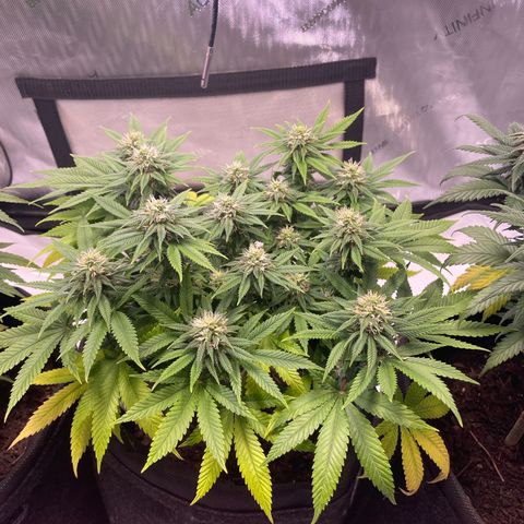 runtz growlog timeline photo