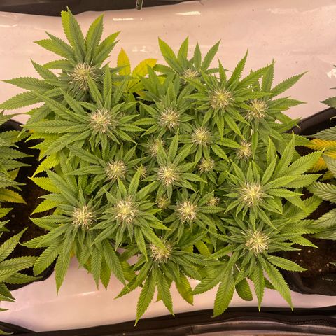runtz growlog timeline photo