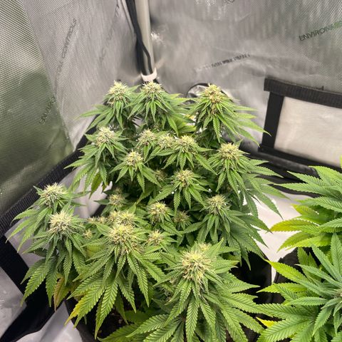 wedding cake growlog timeline photo