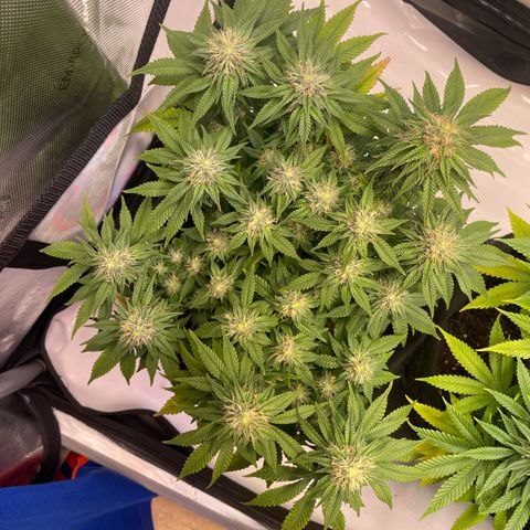 wedding cake growlog timeline photo
