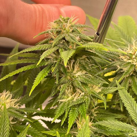 runtz growlog timeline photo
