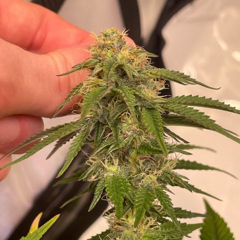 wedding cake growlog timeline photo