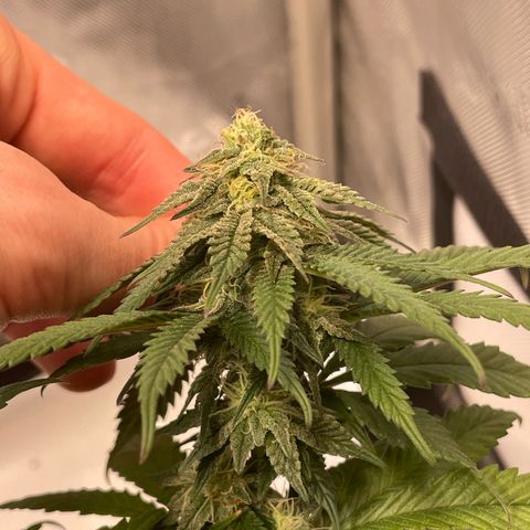 pink kush growlog timeline photo