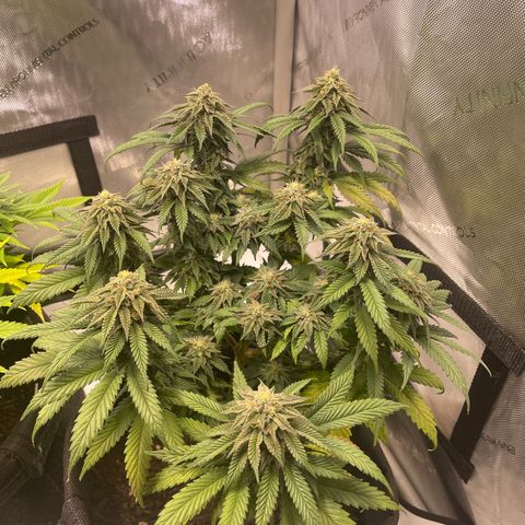 pink kush growlog timeline photo