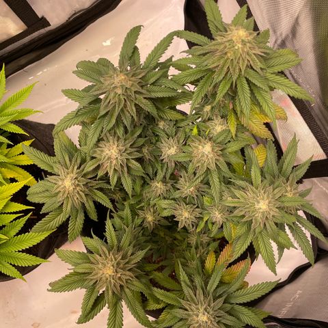 pink kush growlog timeline photo