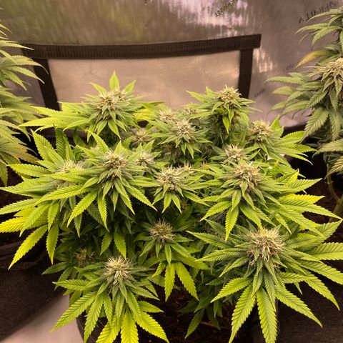 runtz growlog timeline photo