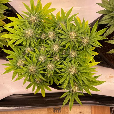 runtz growlog timeline photo