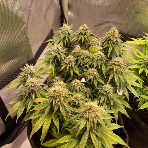 wedding cake growlog timeline photo