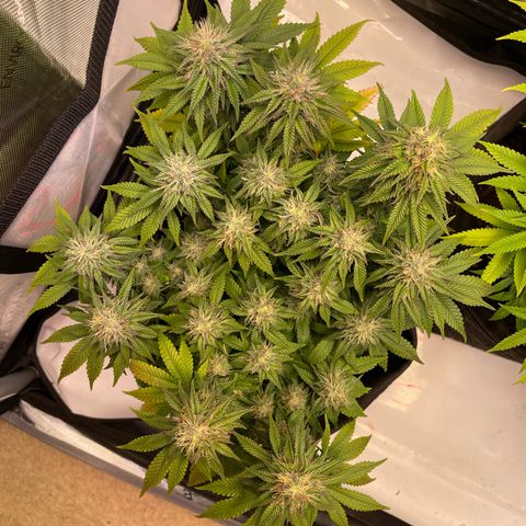 wedding cake growlog timeline photo