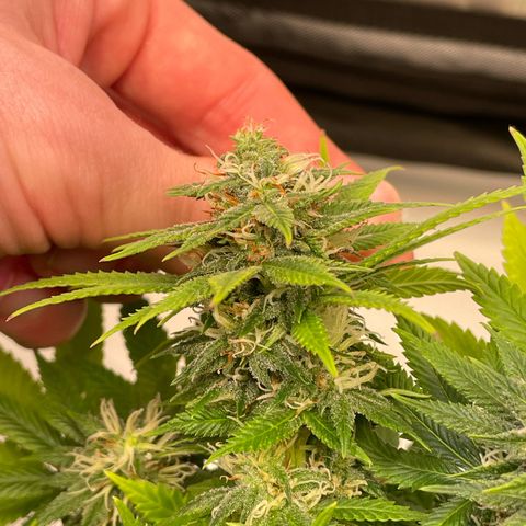 runtz growlog timeline photo