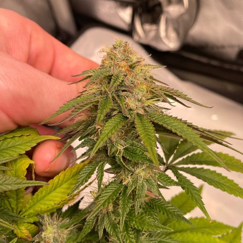 wedding cake growlog timeline photo
