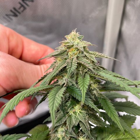 pink kush growlog timeline photo