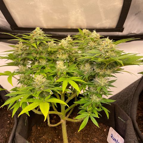 runtz growlog timeline photo