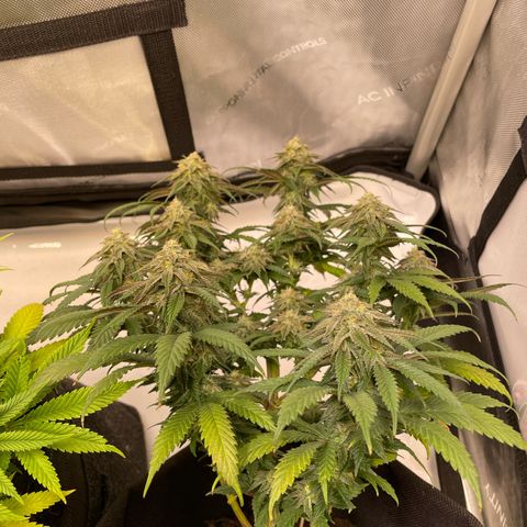 pink kush growlog timeline photo
