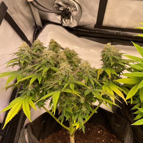 wedding cake growlog timeline photo