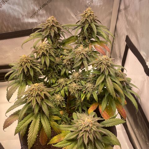 pink kush growlog timeline photo