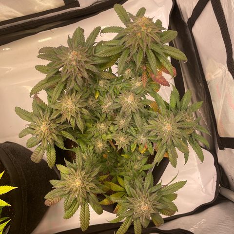 pink kush growlog timeline photo