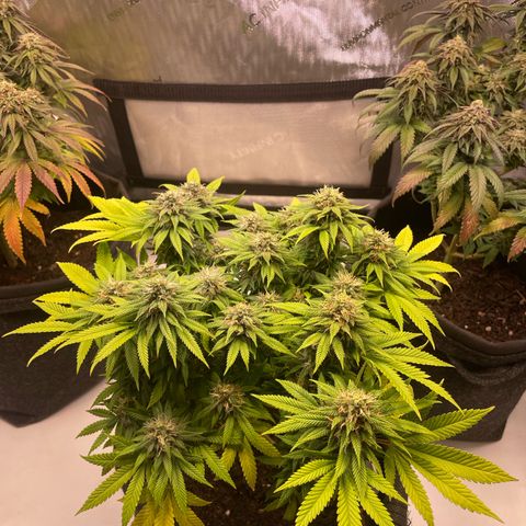 runtz growlog timeline photo