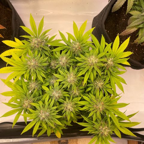 runtz growlog timeline photo