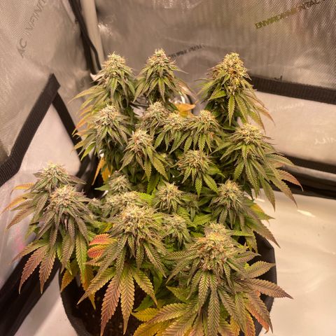 wedding cake growlog timeline photo
