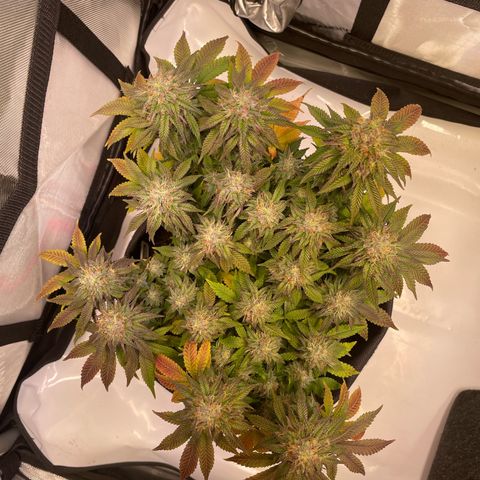 wedding cake growlog timeline photo