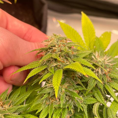 runtz growlog timeline photo