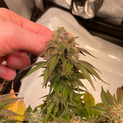 wedding cake growlog timeline photo