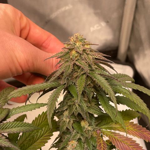 pink kush growlog timeline photo