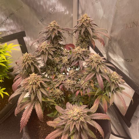 pink kush growlog timeline photo