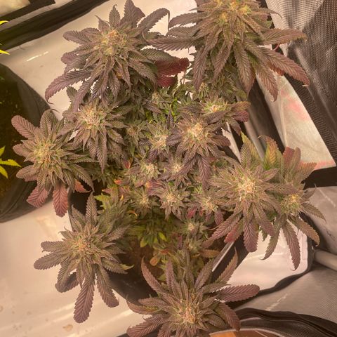 pink kush growlog timeline photo