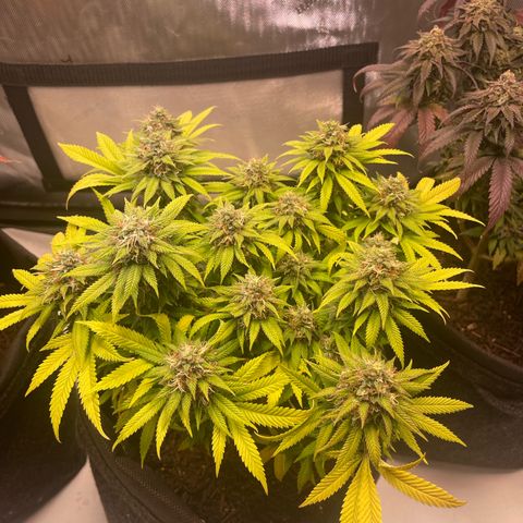 runtz growlog timeline photo