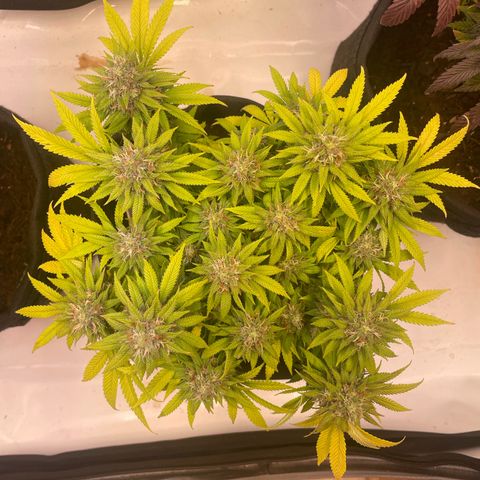 runtz growlog timeline photo