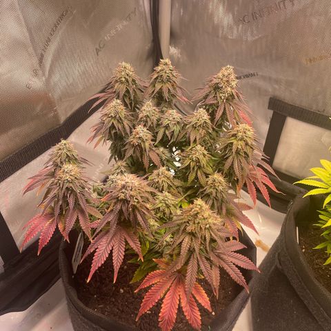 wedding cake growlog timeline photo
