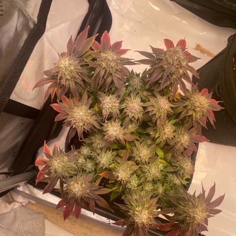 wedding cake growlog timeline photo