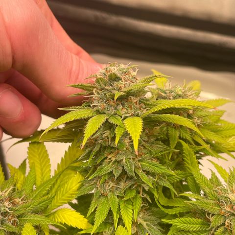 runtz growlog timeline photo